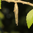 Bagworm Moth