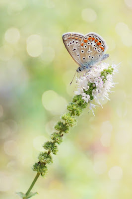 Luci di Primavera di Davide Vitali