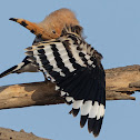 Eurasian hoopoe