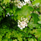 Common Hawthorn