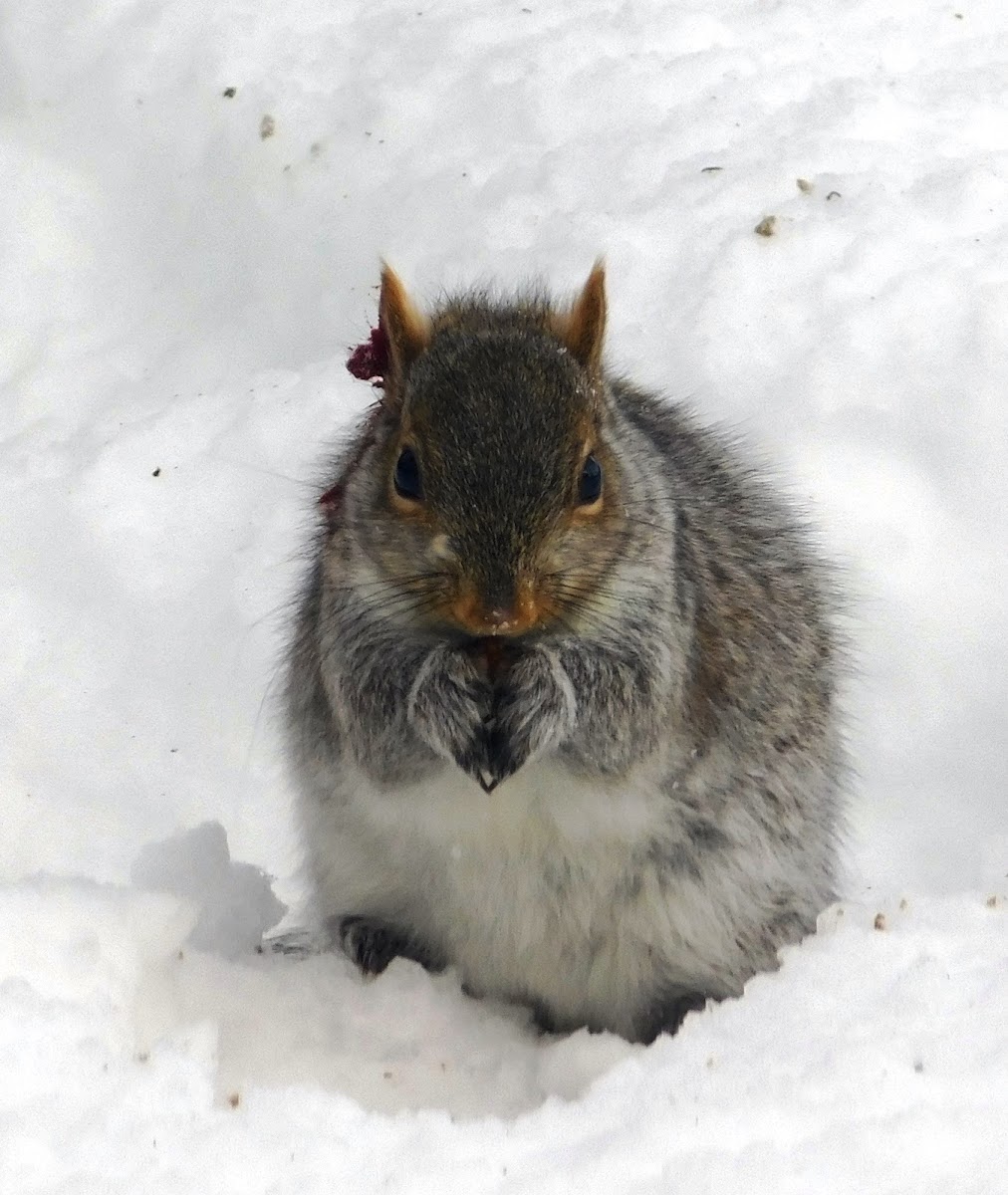 Eastern Gray Squirrel