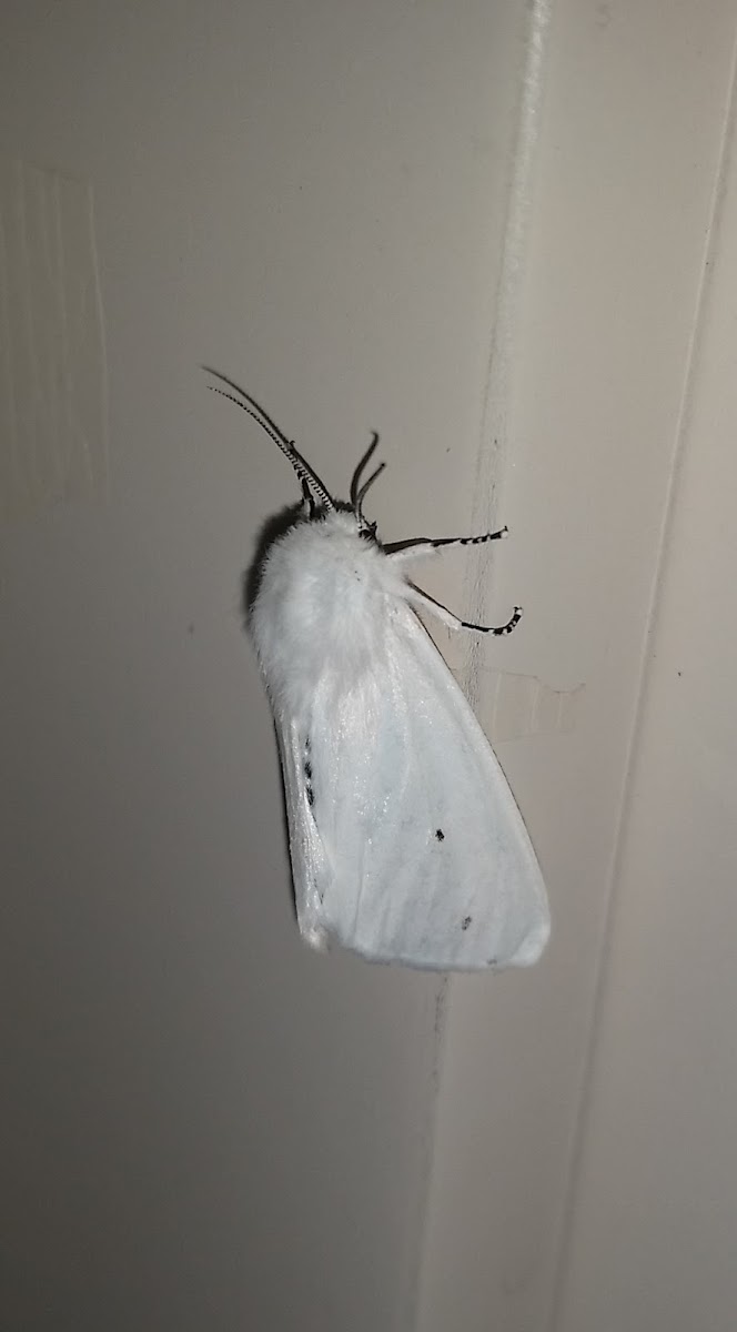 Virginian Tiger Moth