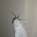 Virginian Tiger Moth