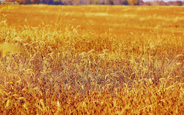 Wheat Fields chrome extension