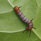 Common Crow Caterpillar