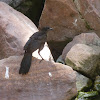 Great tailed Grackle fledgling