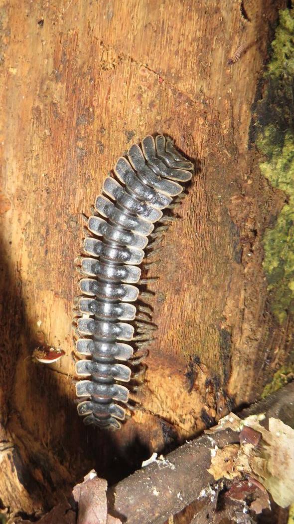 Tractor millipede