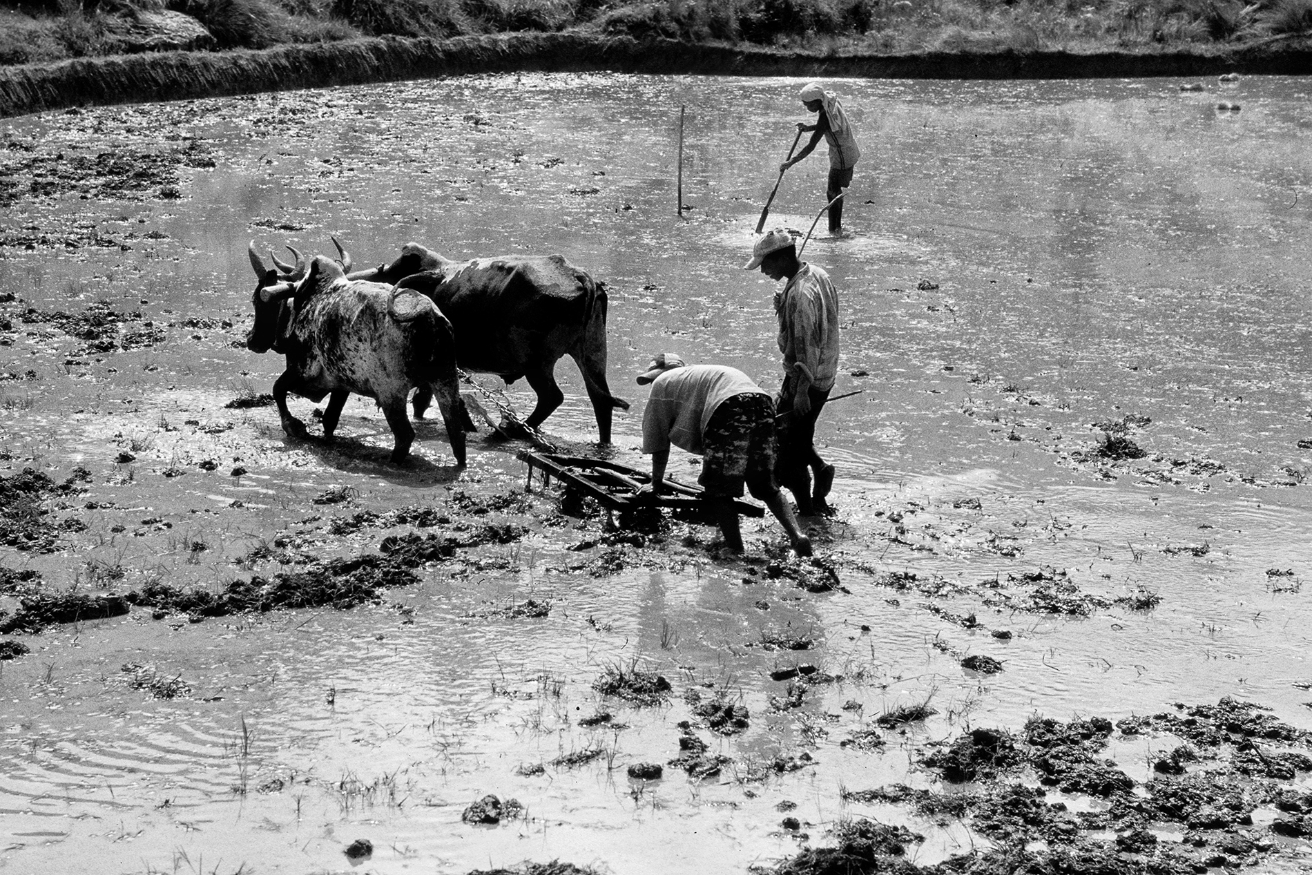 Antica agricoltura rurale di Alexx70