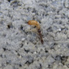 Ant hauling termite larva