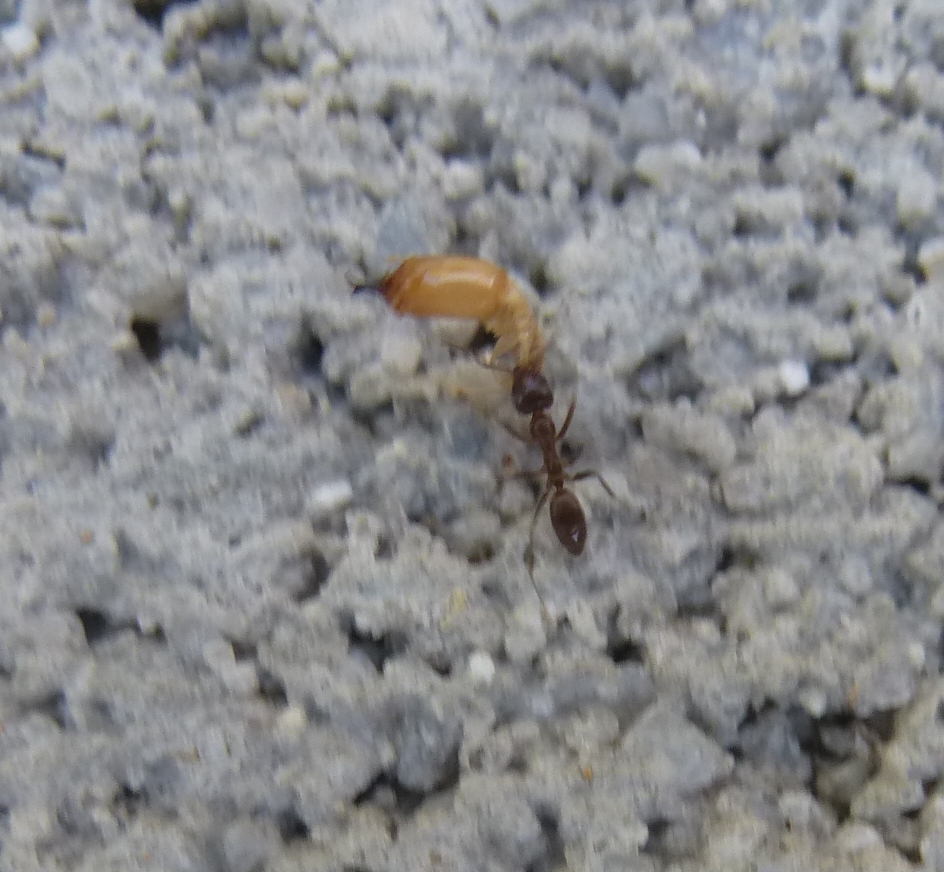 Ant hauling termite larva