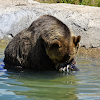 Brown Bear