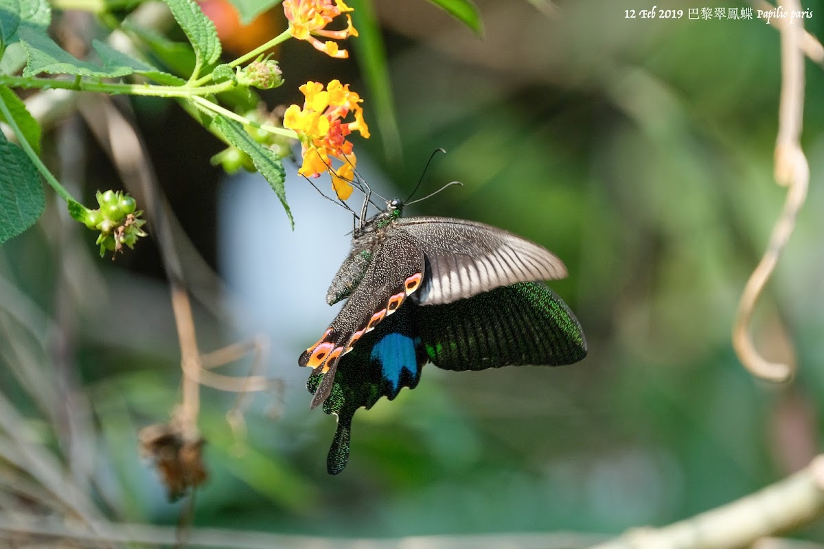 Papilio paris 巴黎翠鳳蝶