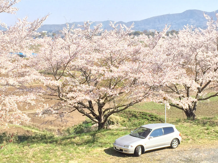 シビックの柳澤農村公園・ドライブに関するカスタム事例の投稿画像3枚目