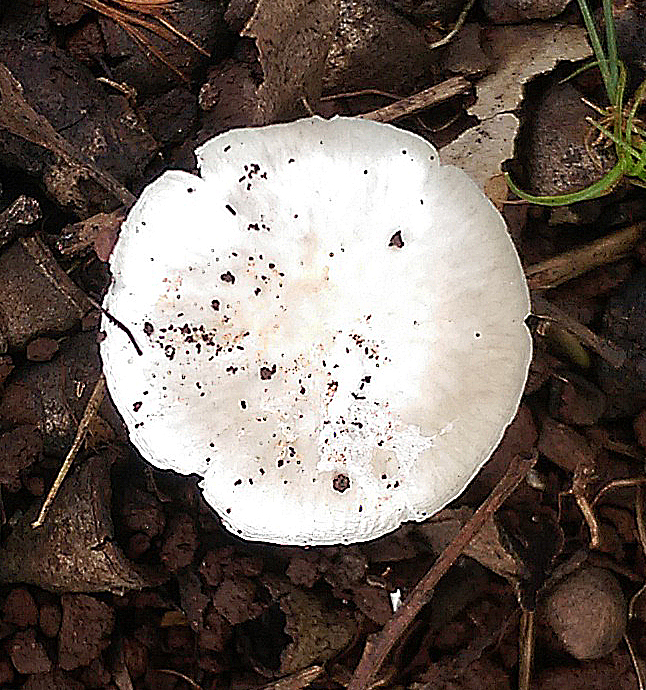 unidentified mushroom