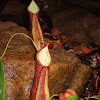 Nepenthes philippinensis