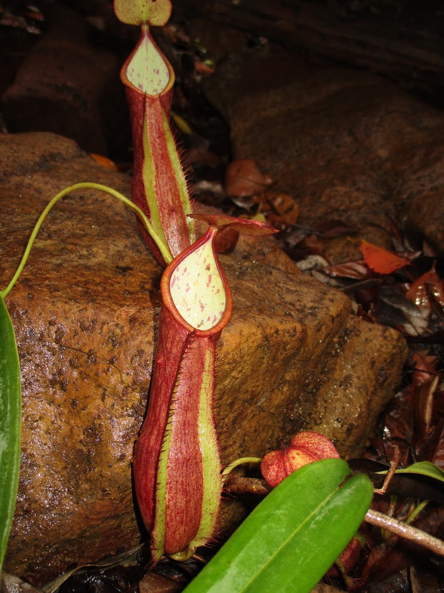 Nepenthes philippinensis