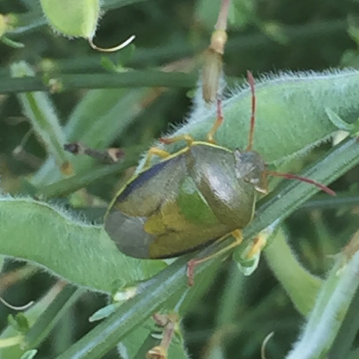 Gorse Sheildbug