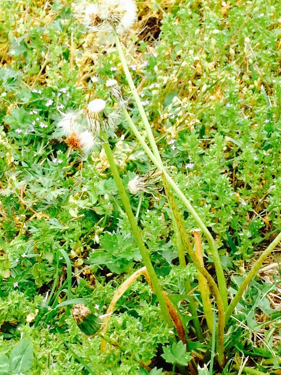 Dandelions