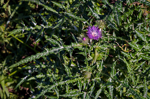 Galactites tomentosus tomentosa