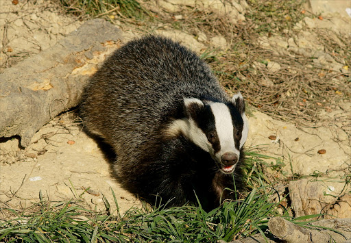 A European badger.