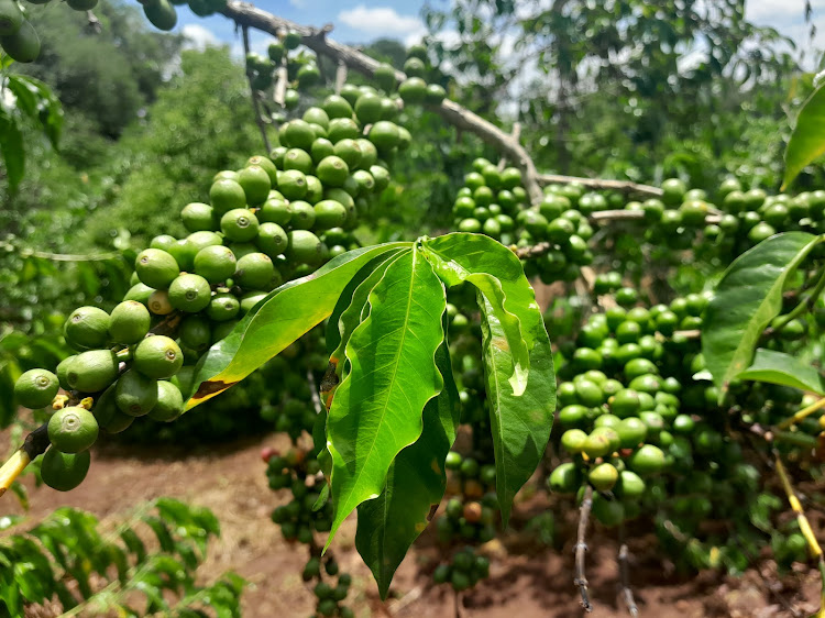 Coffee in a farm at Coffee Research Institute in Kiambu County on Wednesday.