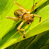 Striped raspy cricket