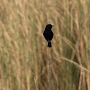 Pied Bushchat