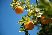 Orange tree. File photo.