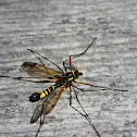 Cranefly