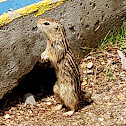 Thirteen-lined Ground Squirrel