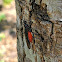 Braconid wasp (female)