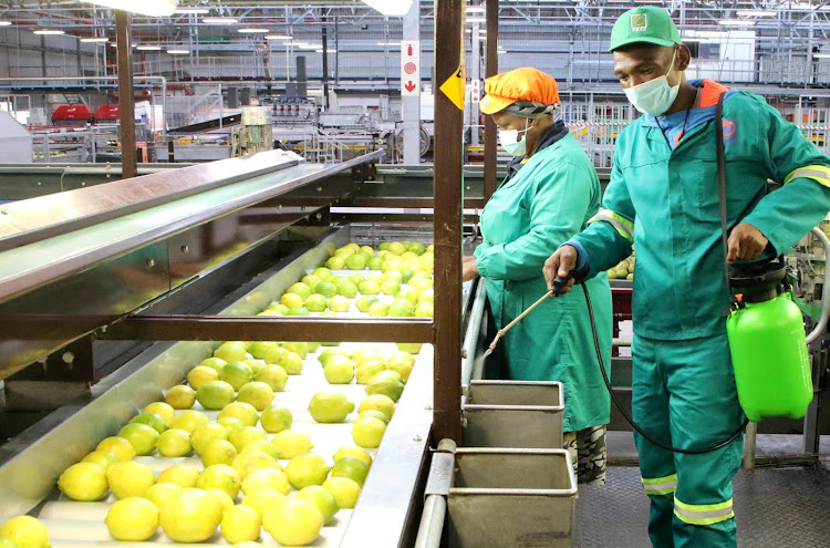 Workers disinfect a Kirkwood citrus factory to curb the spread of Covid-19 as the 2020 season gears up