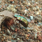 Chrysolina Beetle