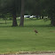 Sandhill Crane