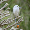 Egretta garzetta 小白鷺