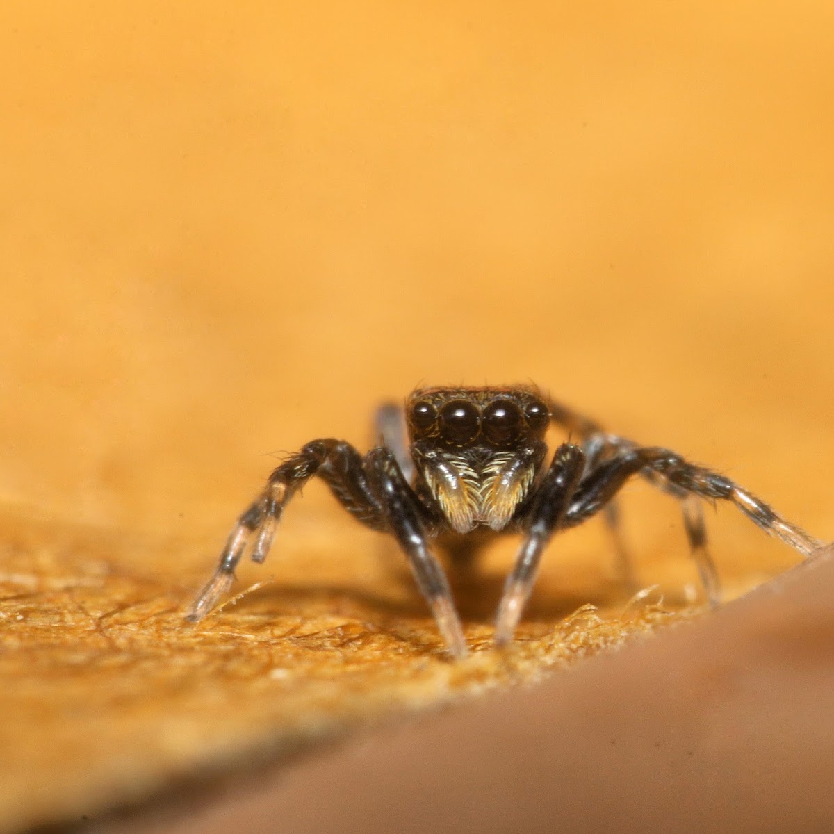 Cyrba Jumping Spider