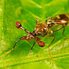 Stalk-eyed fly