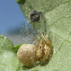 Cobweb Spider