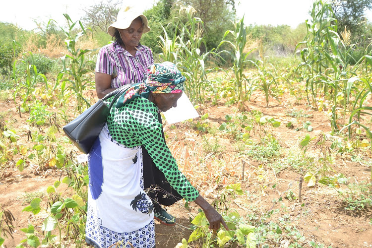 Seed breeder and researcher at Kalro Rael Karimi, helps an elderly farmer Ngenesi Musyoka in Kitui fill the mung bean seed selection questionnaire on Tuesday.