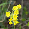 Cowslip