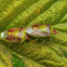 Red Backed Stink Bug