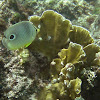 Foureye Butterflyfish