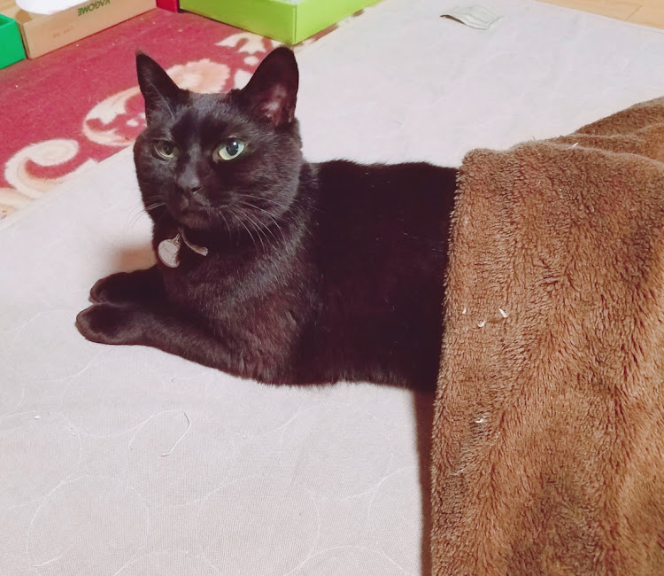クリッパーバンのローガン・晴天・憂鬱week・猫・花粉症に関するカスタム事例の投稿画像2枚目