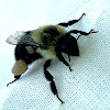 Common Eastern Bumble Bee