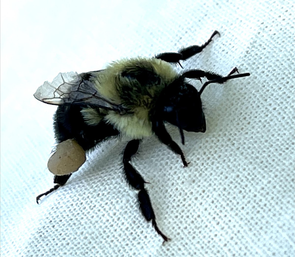 Common Eastern Bumble Bee