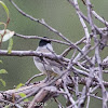 Blackcap; Curruca Capirotada