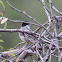 Blackcap; Curruca Capirotada