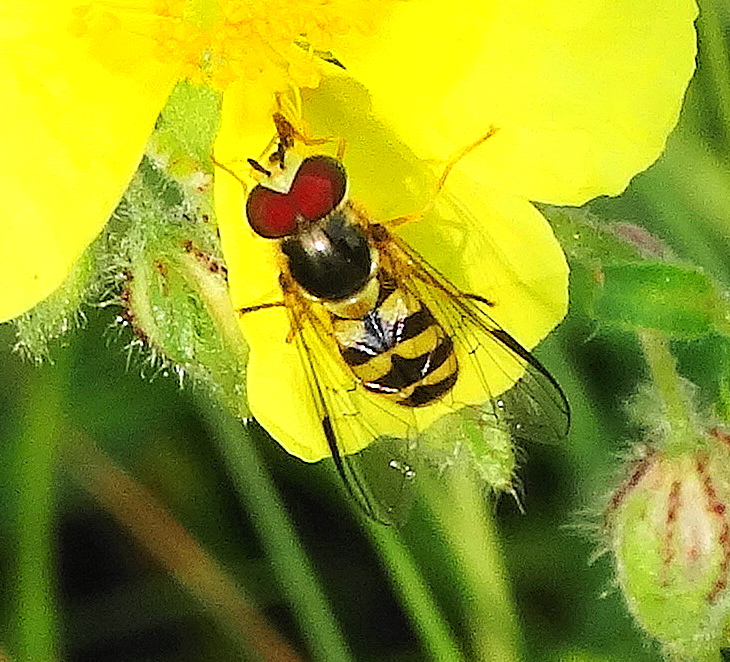 Hoverfly