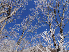 霧氷が良い感じになる