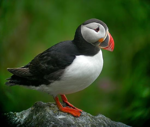 The Atlantic Puffin